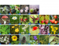 Plants and Flowers - German/Bulgarian