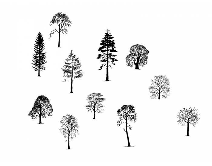 Trees Quiz