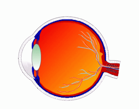 Radius and Ulna Xray Anatomical Parts — Printable Worksheet