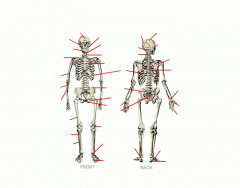 Main Bones of the Skeleton