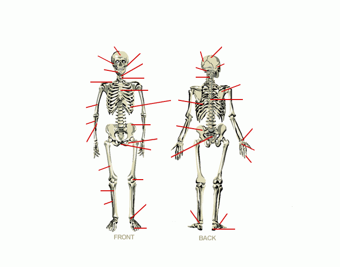 Bones Quizzes