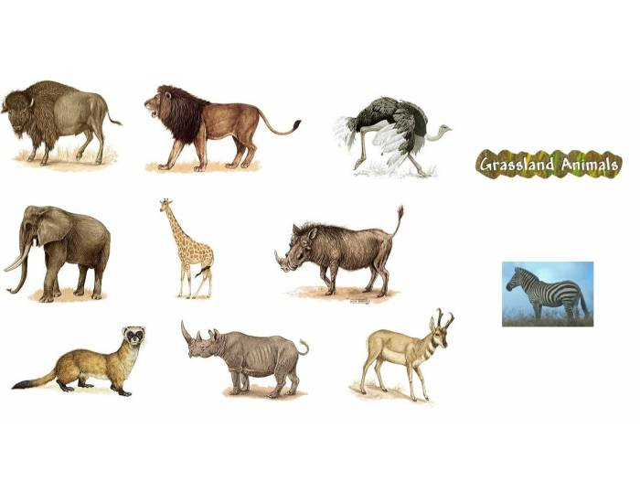 grassland animals list