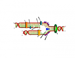 DNA replication (redone)