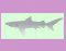 Shark Anatomy