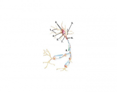 Neuron Labeling: Hole's A&P CH10