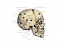 Cranium Lateral View