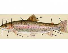 Salmonidae: External Anatomy - Rainbouw Trout