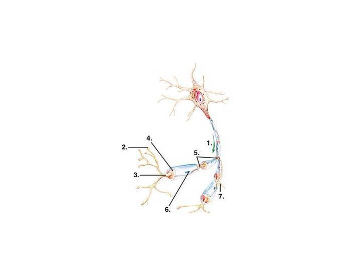 neuron-labeling-2-basic-printable-worksheet