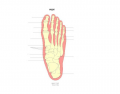 Foot Skeleton podiatry