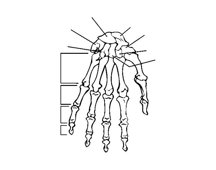 Bones Quizzes