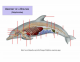 Dolphin Anatomy