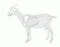 Goat Skeleton Anatomy Game