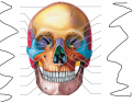 Cranium (anterior view)