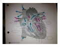 Coronary arteries and cardia veins (anterior view)