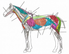 Deep Muscles of the Horse