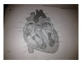 Heart (Anterior View)