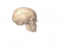 Skull Bones Quiz