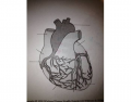 Coronary arteries & cardiac veins