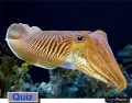 Cuttlefish and Squids of the World | Quiz