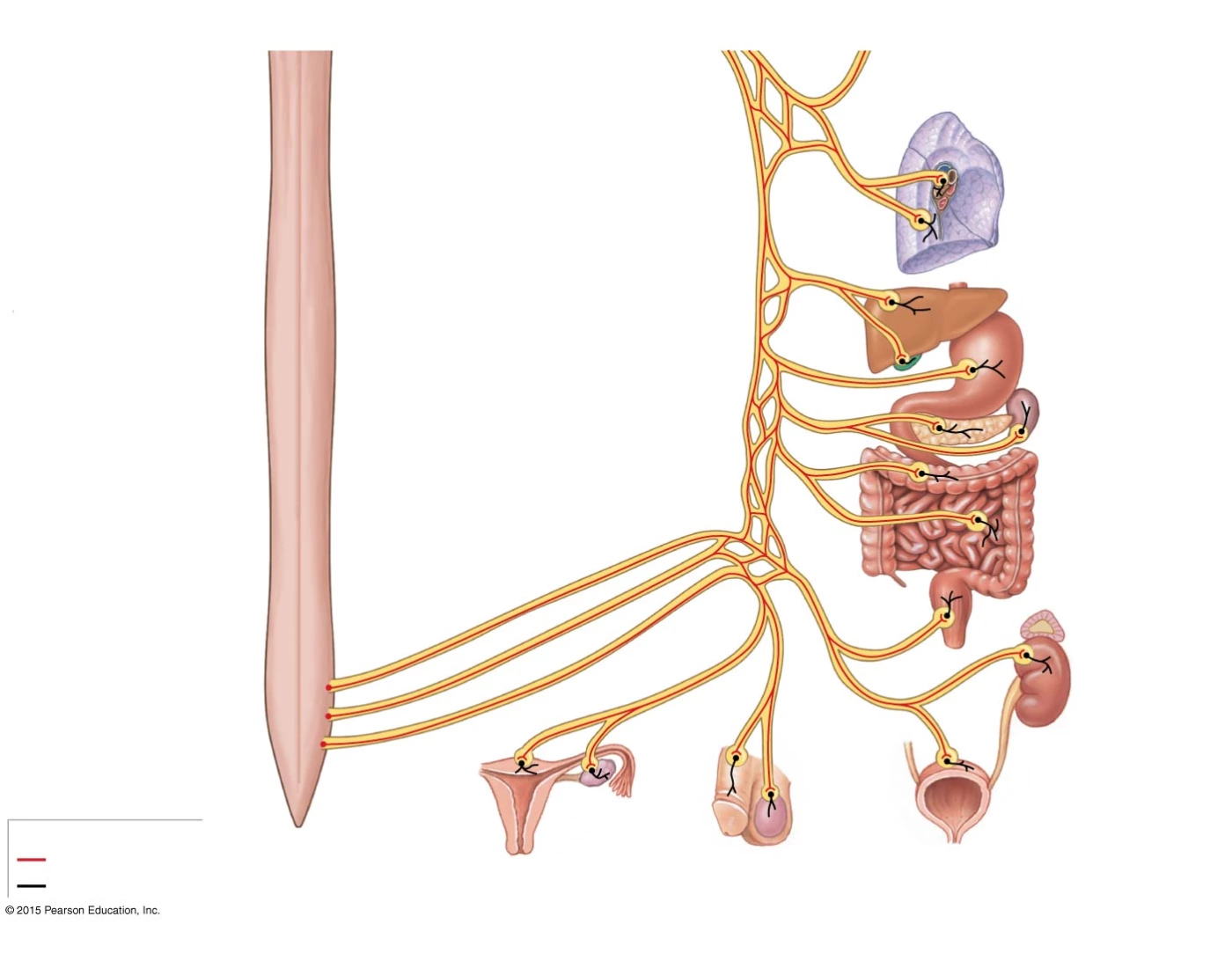 PNS Anatomy Quiz Biology Diagrams