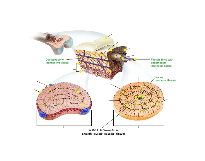 Interior Structure of Long Bone Quiz