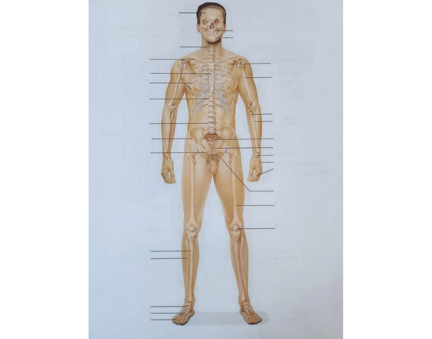 EMT Label The Bones Printable Worksheet