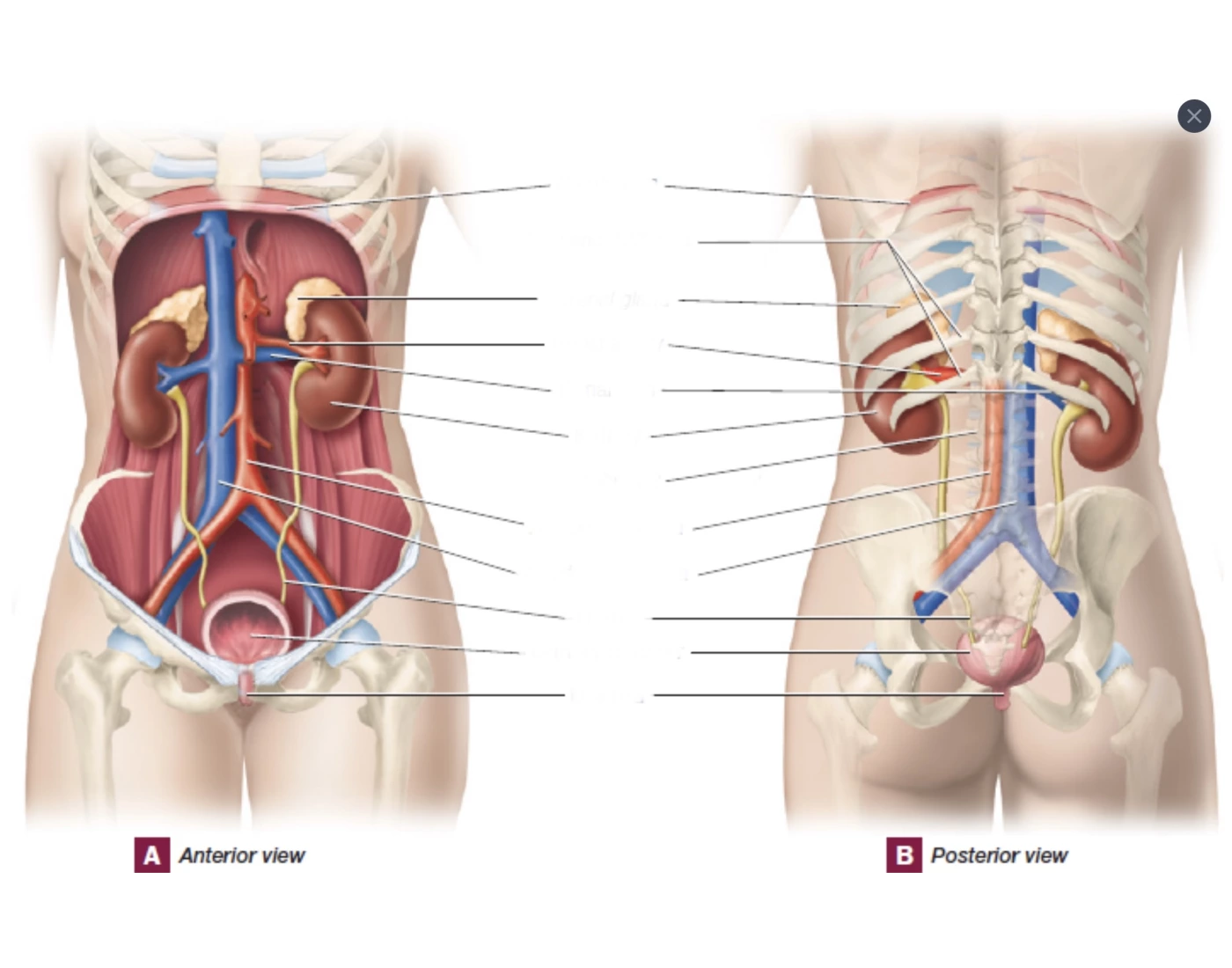 Organs Of Female Urinary System Quiz Organs of female urinary system quiz
