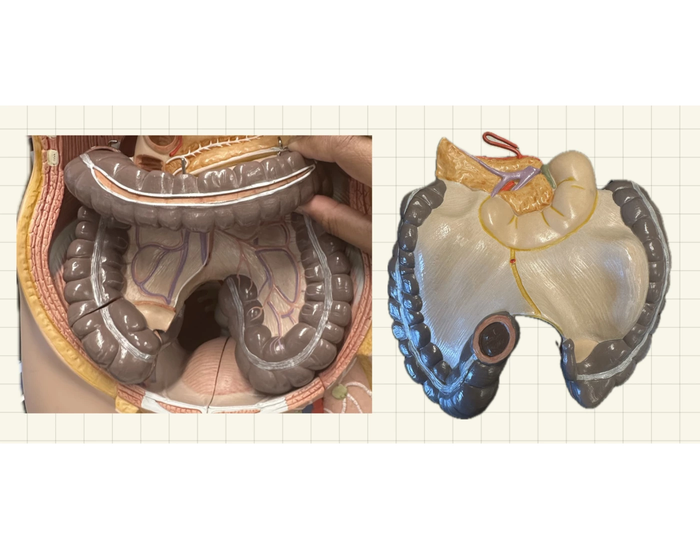 Large Intestine Lab Anatomy Lab Human Torso Large Intestine Quiz