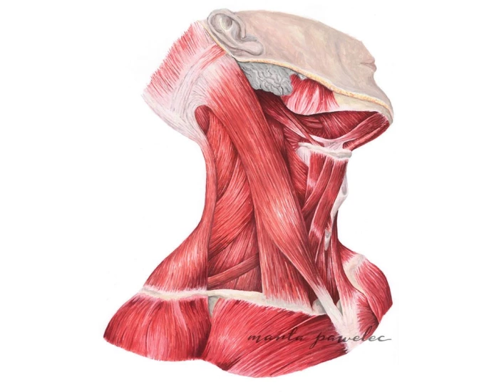 Human Anatomy Muscles of the Neck Quiz Biology Diagrams