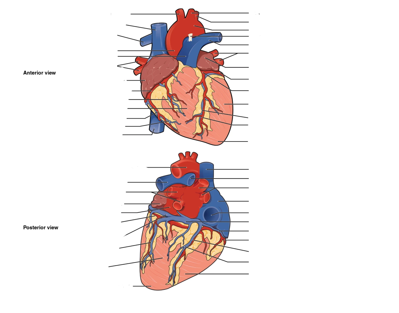Posterior Heart Labeling Game