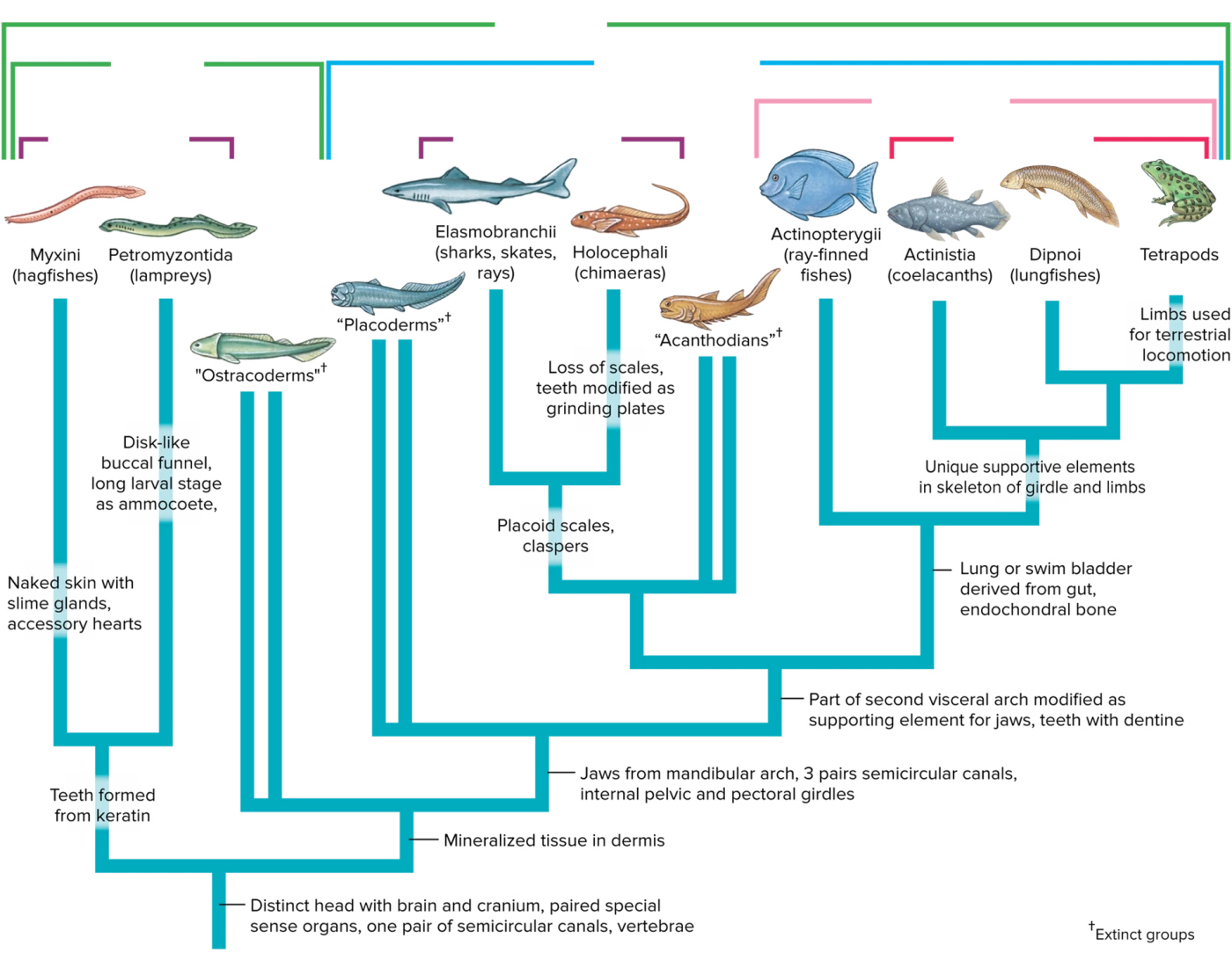 Fish Taxonomy Phylogeny Quiz