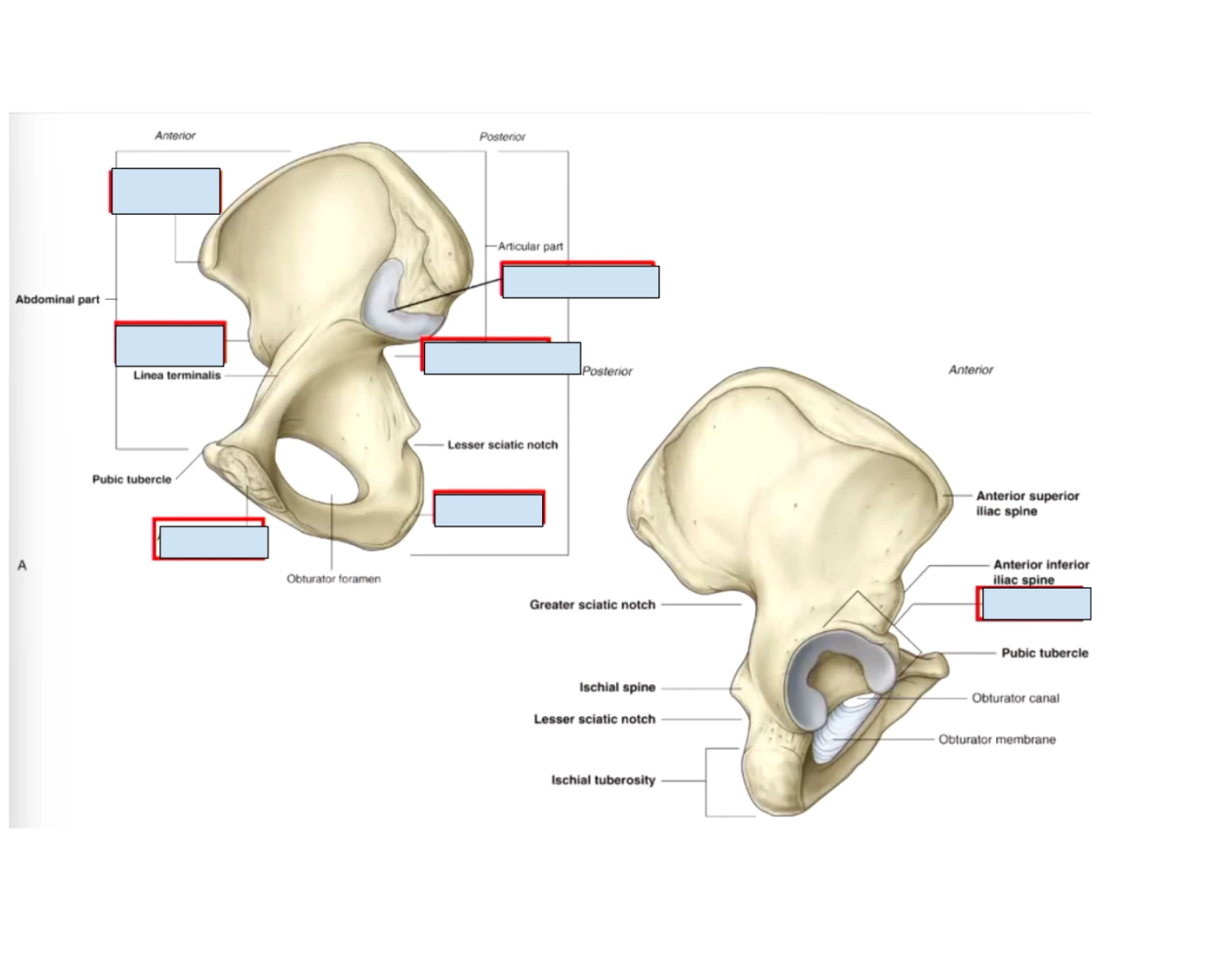 Innominate Bone Quiz