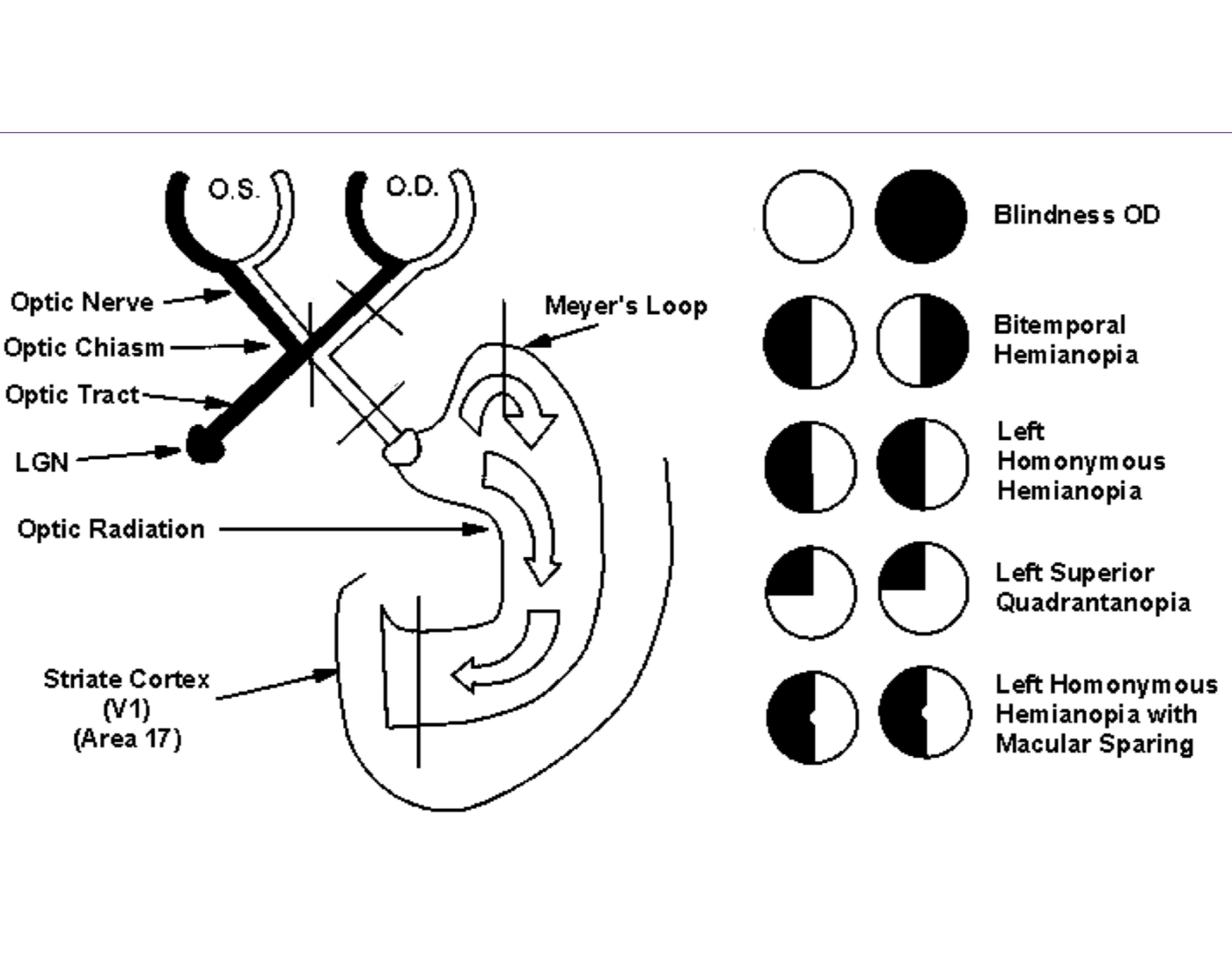 Lesion Locations Quiz lesion-locations-quiz
