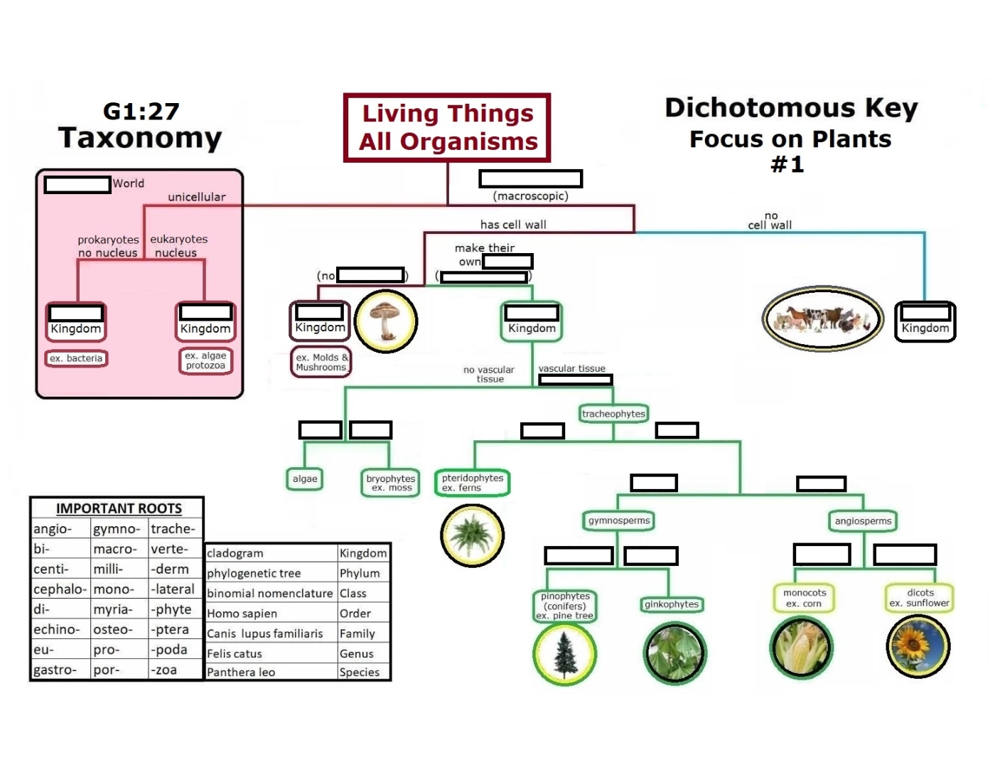 G1 27 Dichotomous Key Plants 1 Printable Worksheet g1-27-dichotomous-key-plants-1-printable-worksheet