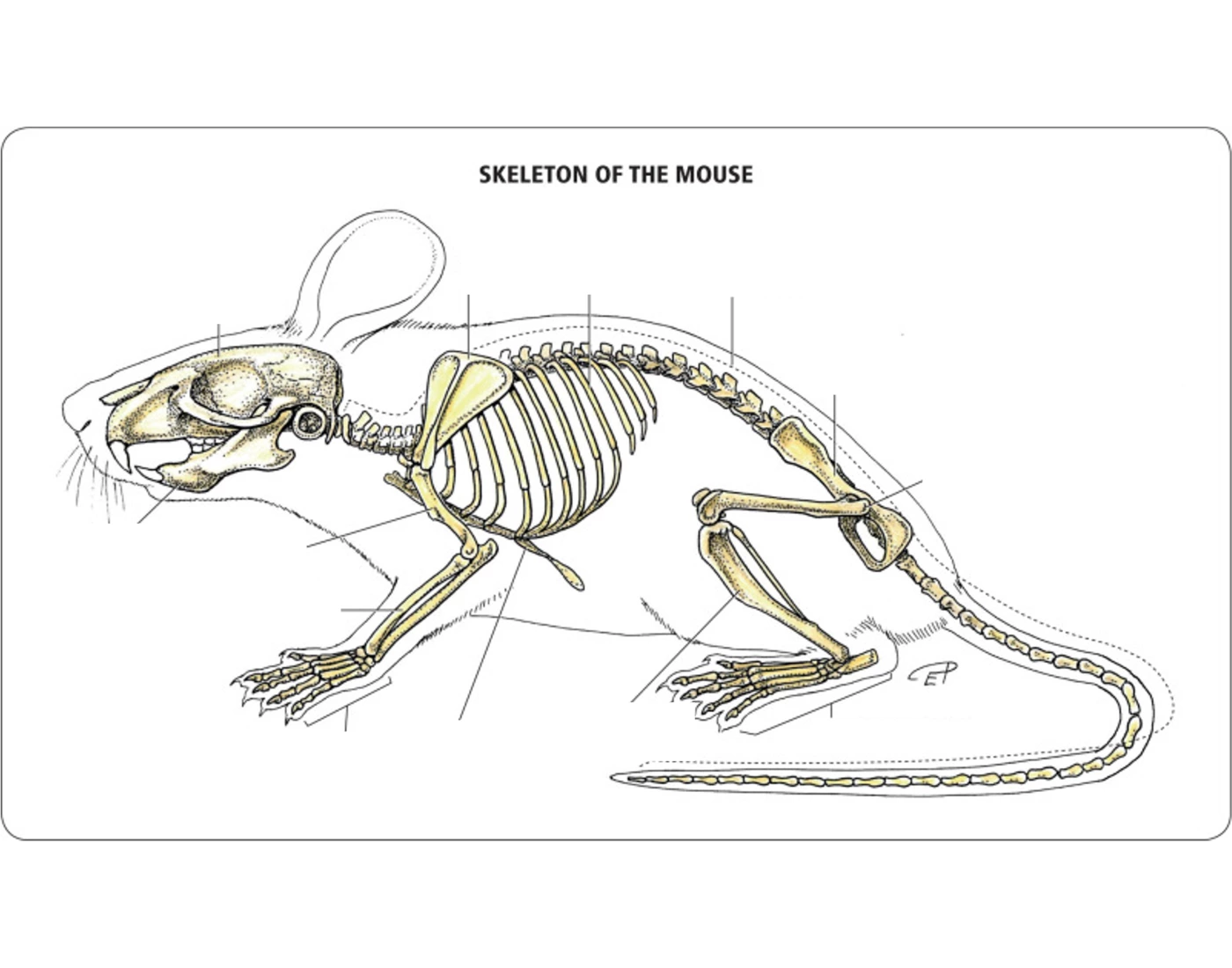 Mouse Skeleton Quiz