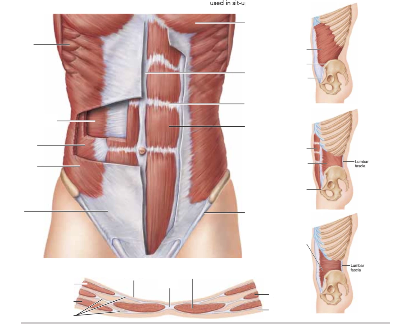 Front Core Muscle core muscles front & lateral Quiz