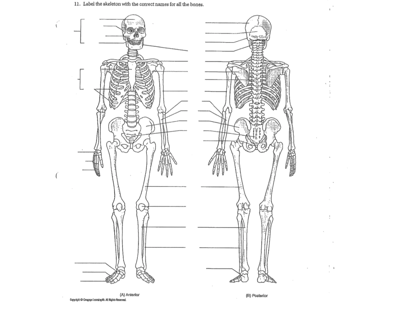 labeling skeletal system — Printable Worksheet