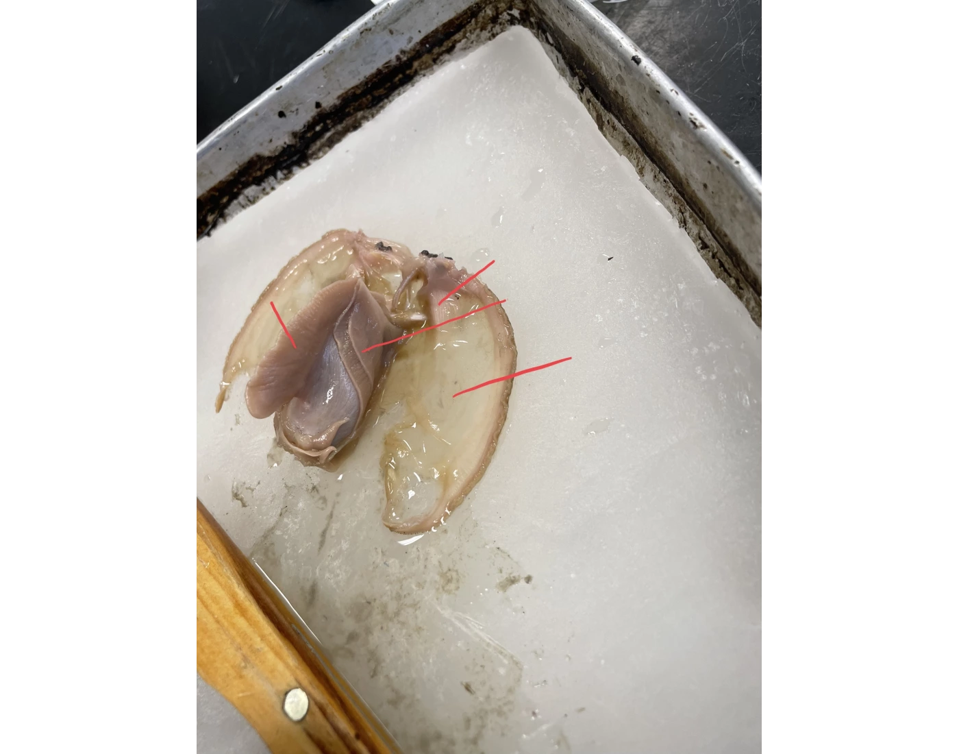 Lab Clam Clam Lab Mollusca Quiz