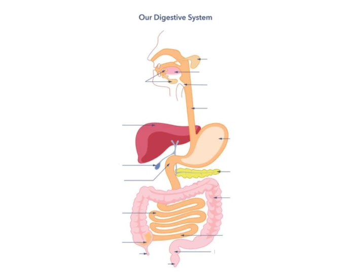 Digestive Part Labelling Digestive System Labelling Quiz!