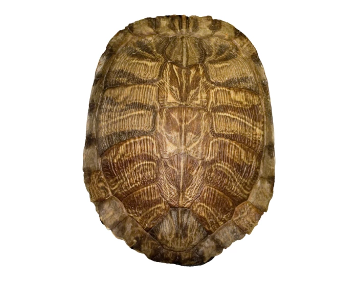 top[ of turtle shell — Printable Worksheet