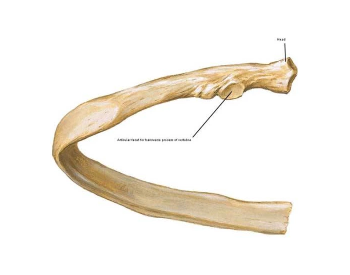 left rib Quiz