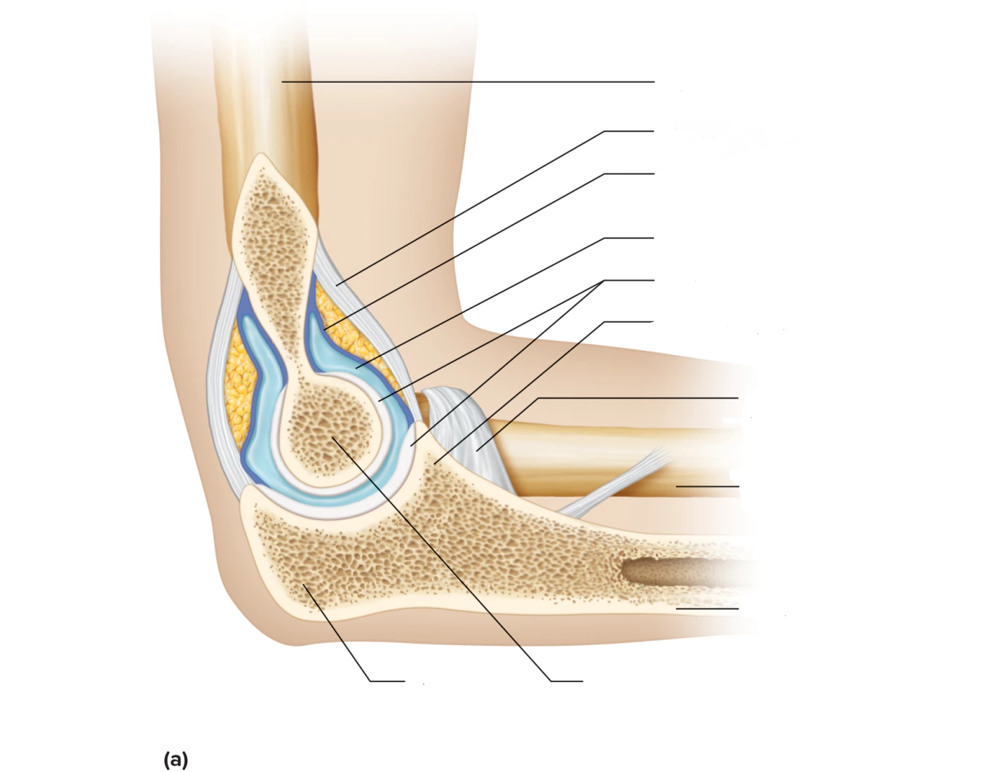 Left Elbow Rentgen Left Elbow Joint Quiz