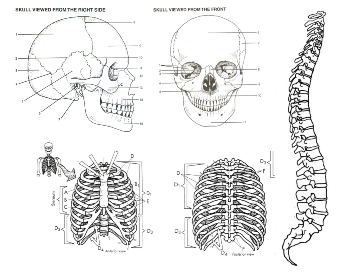 Axial Skeleton Labeled Worksheet.pdf Bones Part 1 - Axial Skeleton — Printable Worksheet