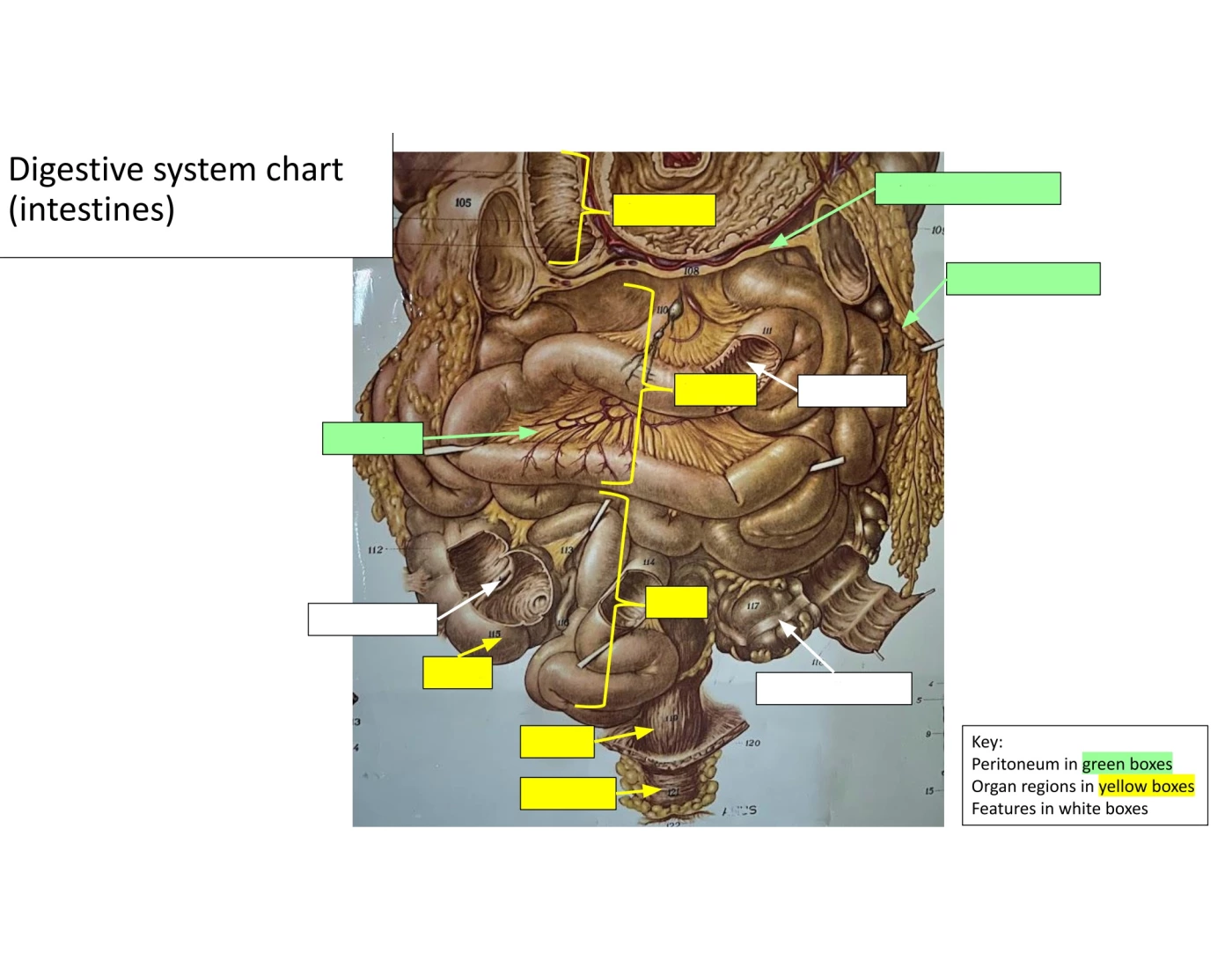 Intestine Chart.pdf Digestive System Chart - Intestines Quiz