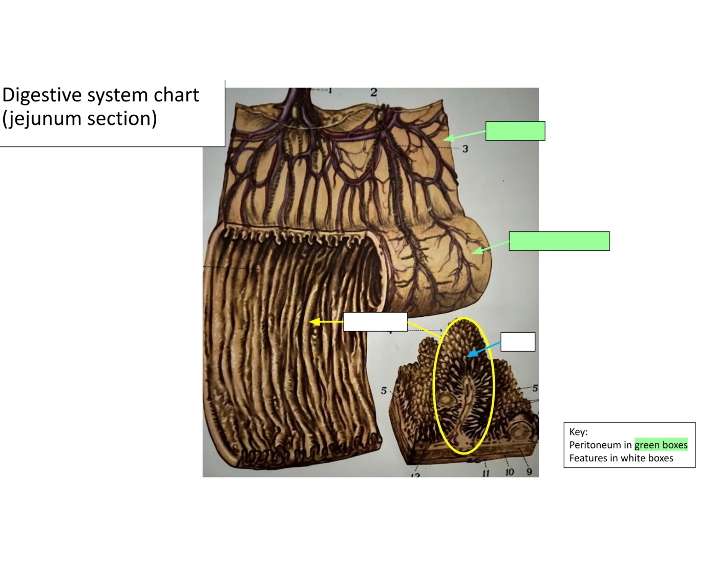 Jenum Digestive System Chart - Jejunum Sections Quiz