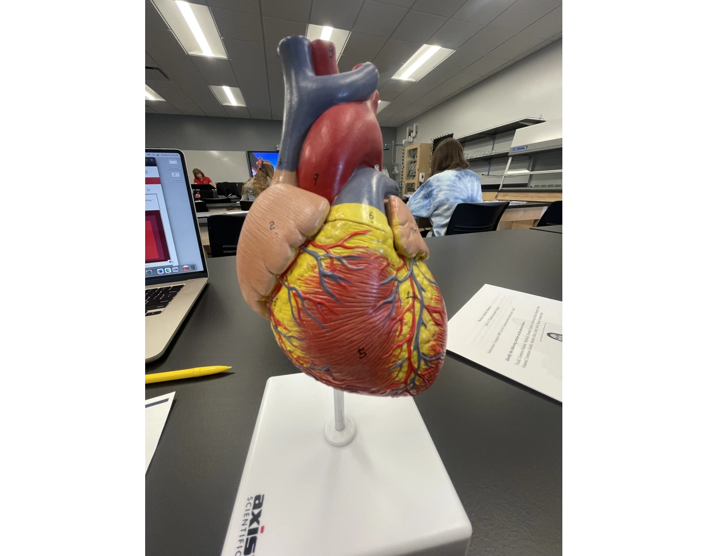 Cardiovascular Heart Anterior View Quiz Cardiovascular Heart Anterior View Quiz