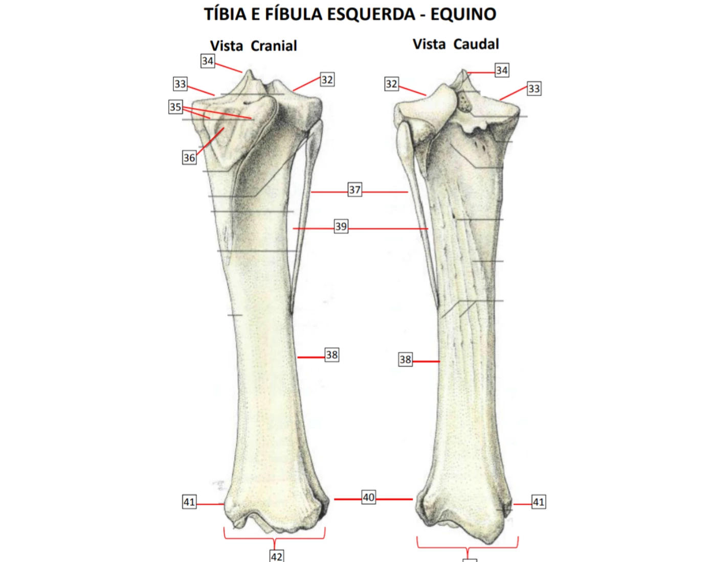 Fibula e tíbia- anatomia animal Quiz