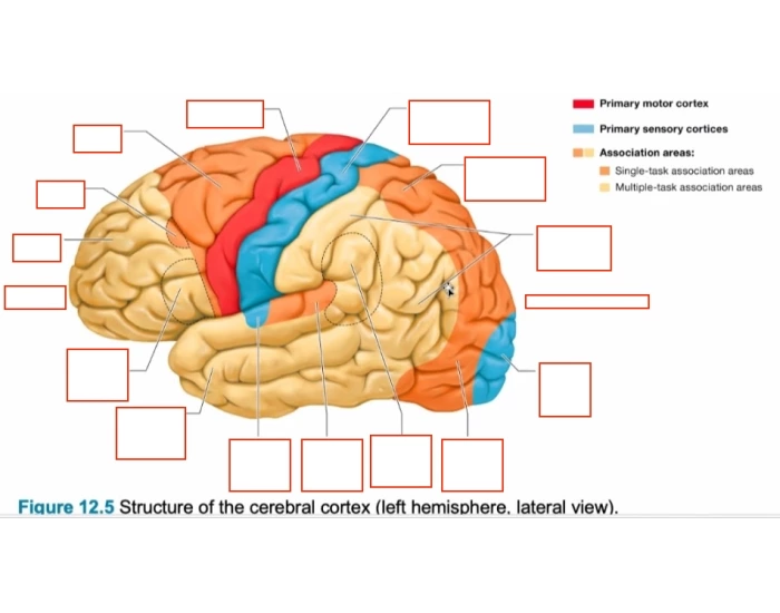 Cerebral Cortex Worksheet Brain: Cerebral Cortex Lateral View — Printable Worksheet