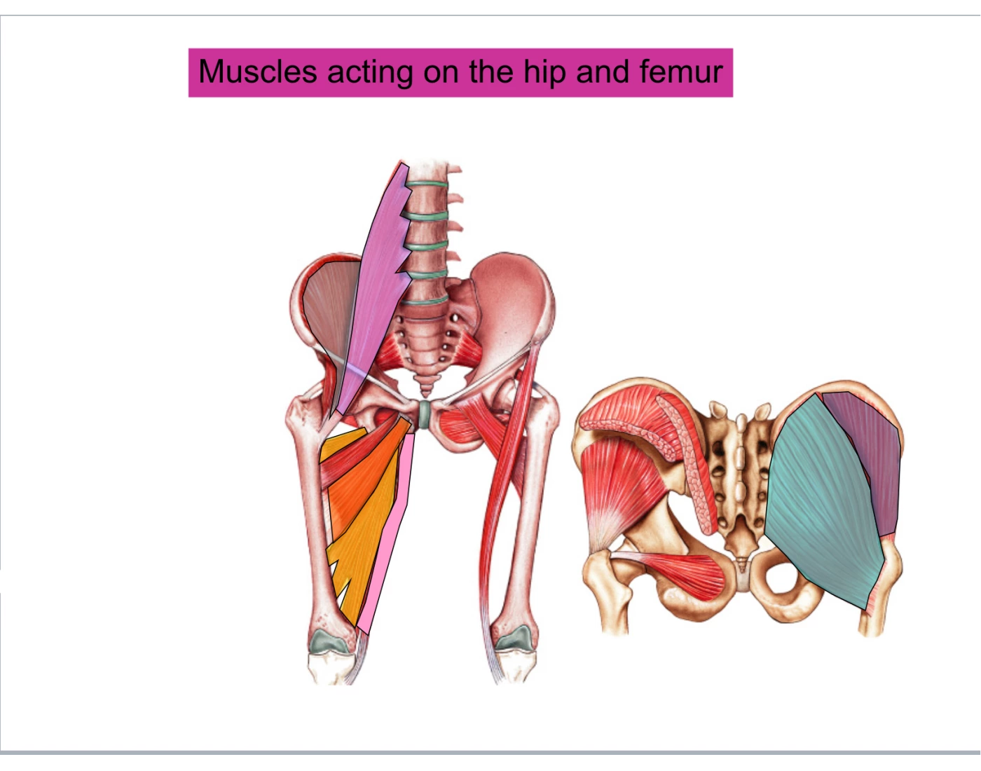 Pr Muscle Muscles on hip and femur: anatomy Quiz