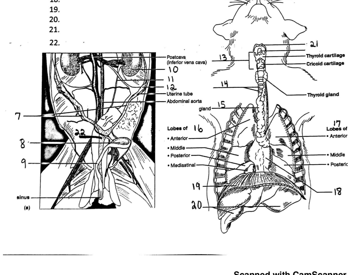 Cat dissection pt. 1 — Printable Worksheet